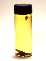 High John the Conqueror (Jalap) Infused Oil